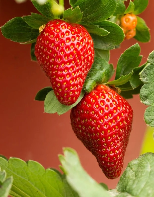 Strawberries on the plant